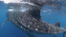 Machinedesign Com Sites Machinedesign com Files Uploads 2013 09 01 Sea Tag On Whale Shark