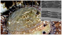 Machinedesign Com Sites Machinedesign com Files Uploads 2013 09 11411 Lf Abalone Nac1 Machinedesign Com Sites Machinedesign com Files Uploads 2013 09 11411 Lf Abalone Nac1