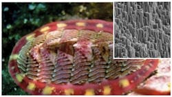 Machinedesign Com Sites Machinedesign com Files Uploads 2013 09 11411 Lf Abalone Nac2 Machinedesign Com Sites Machinedesign com Files Uploads 2013 09 11411 Lf Abalone Nac2