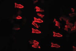 Machinedesign Com Sites Machinedesign com Files Uploads 2015 03 Fluorescent Microfish Image Web Machinedesign Com Sites Machinedesign com Files Uploads 2015 03 Fluorescent Microfish Image Web