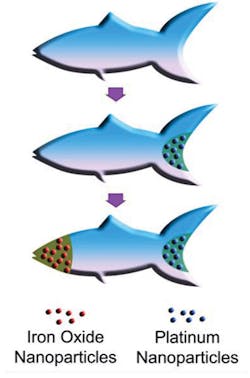 Machinedesign Com Sites Machinedesign com Files Uploads 2015 03 Schematic Microfish Functionalization Web Machinedesign Com Sites Machinedesign com Files Uploads 2015 03 Schematic Microfish Functionalization Web