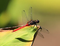 Machinedesign Com Sites Machinedesign com Files Uploads Custom Inline Orthetrum Villosovittatum 9268 Web Machinedesign Com Sites Machinedesign com Files Uploads Custom Inline Orthetrum Villosovittatum 9268 Web