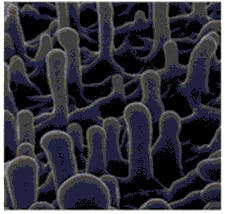 Machinedesign Com Sites Machinedesign com Files Uploads Custom Inline Nanopillars On Dragonfly Wing Machinedesign Com Sites Machinedesign com Files Uploads Custom Inline Nanopillars On Dragonfly Wing