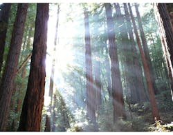 Www Machinedesign Com Sites Machinedesign com Files Trees And Sunshine 1 Www Machinedesign Com Sites Machinedesign com Files Trees And Sunshine 1