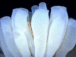 Www Machinedesign Com Sites Machinedesign com Files Sea Gallery 08 23 Se32 Www Machinedesign Com Sites Machinedesign com Files Sea Gallery 08 23 Se32