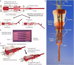 Www Machinedesign Com Sites Machinedesign com Files Muscle Image 2 0 Www Machinedesign Com Sites Machinedesign com Files Muscle Image 2 0