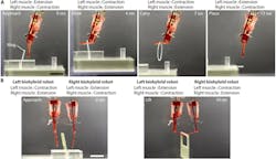Www Machinedesign Com Sites Machinedesign com Files Muscle Image 3 0 Www Machinedesign Com Sites Machinedesign com Files Muscle Image 3 0