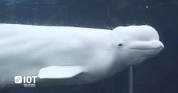 Www Machinedesign Com Sites Machinedesign com Files Whale Www Machinedesign Com Sites Machinedesign com Files Whale