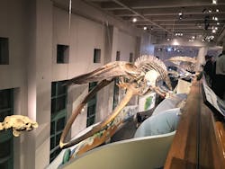 Www Machinedesign Com Sites Machinedesign com Files Whale 1 Www Machinedesign Com Sites Machinedesign com Files Whale 1