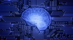 Brain