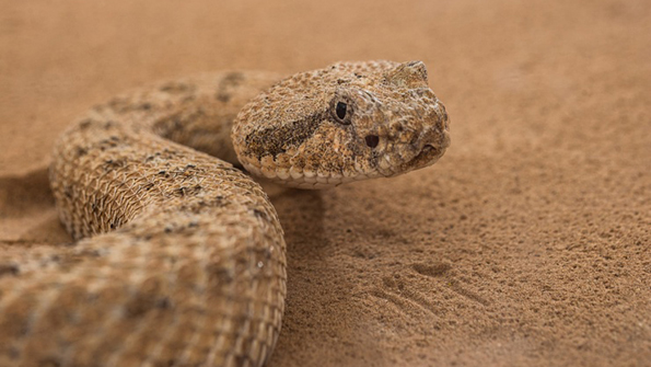 Researchers studied sidewinder rattlesnakes moving up and across surfaces looking for insights into giving robots more mobility