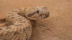 Researchers studied sidewinder rattlesnakes moving up and across surfaces looking for insights into giving robots more mobility.