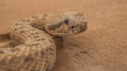 Researchers studied sidewinder rattlesnakes moving up and across surfaces looking for insights into giving robots more mobility Researchers studied sidewinder rattlesnakes moving up and across surfaces looking for insights into giving robots more mobility