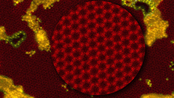 Spacing between Graphene Quantum Dots changes as a bacterial spore shrinks and expands in response to a controlled humidity The dot spacing affects the cytobot39s conductivity which is measured as the sensory output
