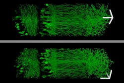 The expanded neurons from the hippocampus are on the right They are more easily observed than the original condensed neurons on the left The expanded neurons from the hippocampus are on the right They are more easily observed than the original condensed neurons on the left