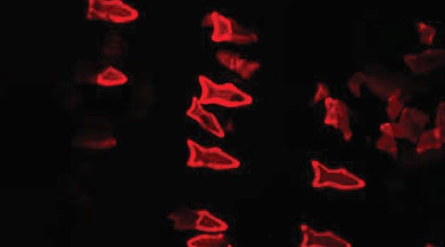 Machinedesign 7239 Fluorescent Microfish Imagepromo 0