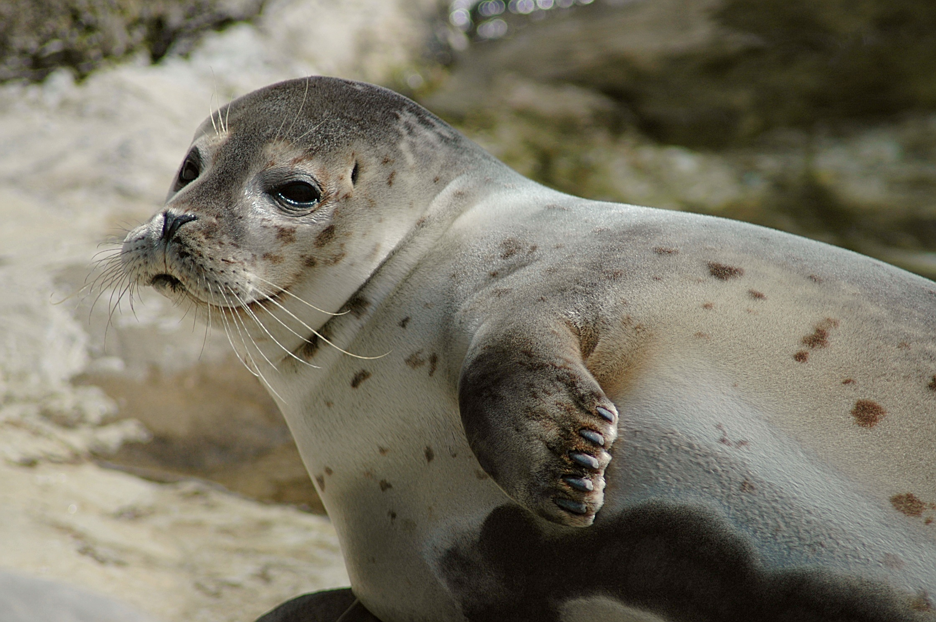 Upon discovering the morphology of the harbor sealrsquos whisker under a microscope marine biologists were very excited to postulate its role in the sealrsquos excellent hunting abilities
