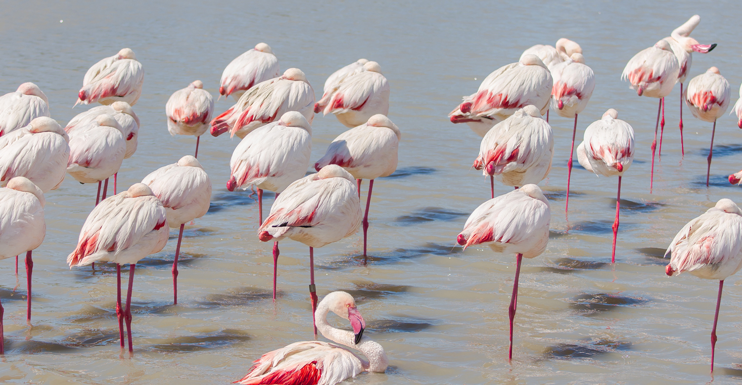 Flamingos