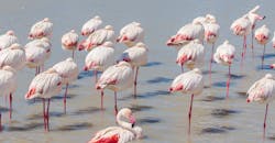 Flamingos Flamingos