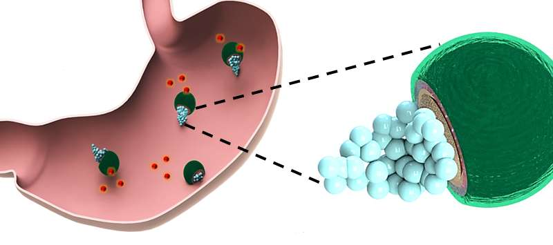 Micromotors in the Stomach