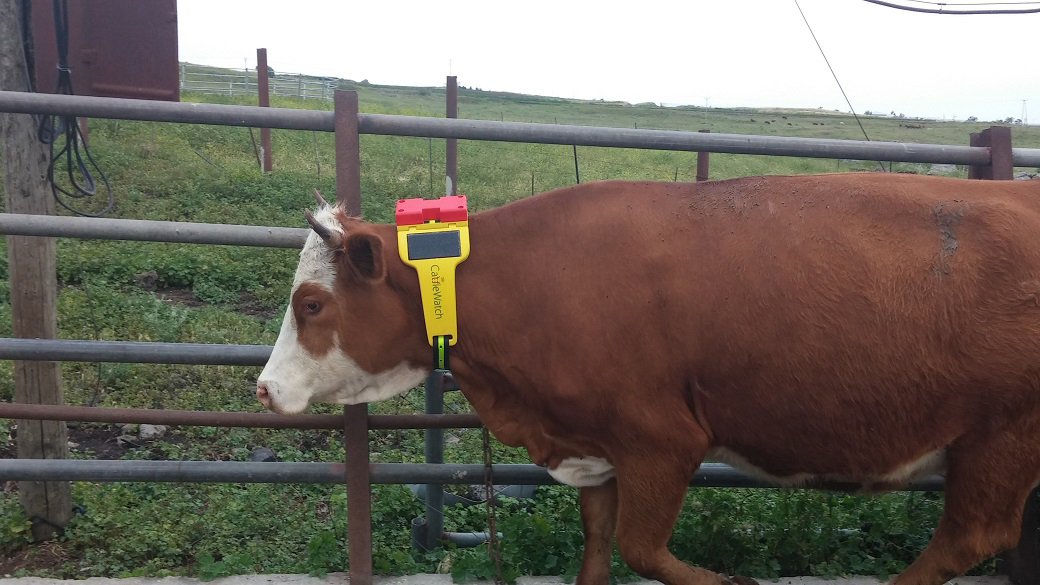 CattleWatch hub collar