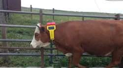 CattleWatch hub collar
