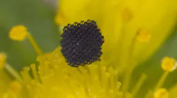 Aerogel