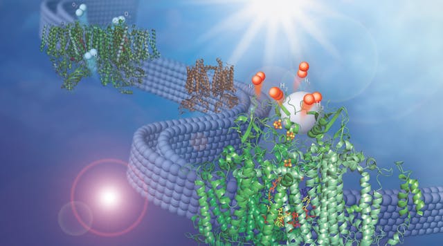 This image shows two membrane-bound protein complexes that work together with a synthetic catalyst to produce hydrogen from water.