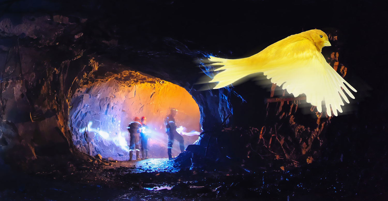 Canary in a mine