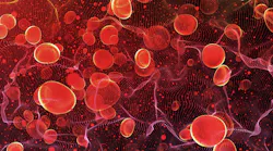 bloodCells-1005715630.jpg