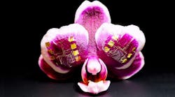 ED_organic-transistor_Lead_promo.png ED_organic-transistor_Lead_promo.png