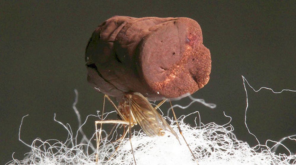 A mosquito standing on cotton fibers carries a sample of ultra-low-density gold aerogel.