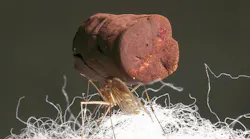 Mosquito standing on cotton fibers