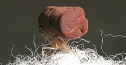 Mosquito standing on cotton fibers Mosquito standing on cotton fibers