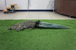 Mr. Stubbs Mr. Stubbs