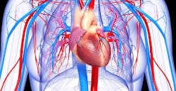 Heart vessels Heart vessels