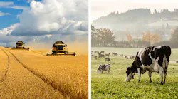 Tractors and cows