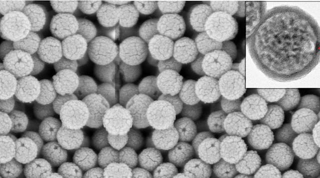 This scanning electron microscopy image shows the nanocapsules once formed after the removal of the gold nanoparticles and polystyrene beads, leaving behind an opening that can be used to fill the capsules with a payload.