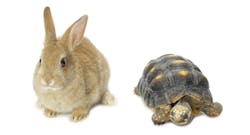 Machinedesign Com Sites Machinedesign com Files Tv Tortoise And Hare Machinedesign Com Sites Machinedesign com Files Tv Tortoise And Hare