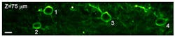 Imaging at over a thousand times per second lets researchers capture spontaneous electrical activity in four separate neurons 75 micron inside the brain of an alert mouse. This is a 3-micron-thick slice through the neocortex, so thin that the cell body of the neuron is seen only in cross section, as a circle. Imaging at over a thousand times per second lets researchers capture spontaneous electrical activity in four separate neurons 75 micron inside the brain of an alert mouse. This is a 3-micron-thick slice through the neocortex, so thin that the cell body of the neuron is seen only in cross section, as a circle.