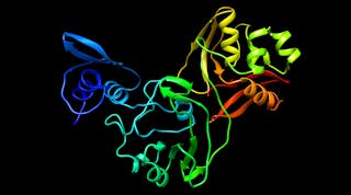 The Nsp15 protein