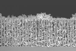 A scanning electron micrograph of a nanowire-bacteria hybrid operating at the optimal acidity, or pH, for bacteria to pack tightly around the nanowires. Close packing enables more efficient conversion of solar energy to carbon bonds. The scale bar is 1/100 millimeter, or 10 microns.