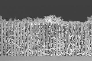 A scanning electron micrograph of a nanowire-bacteria hybrid operating at the optimal acidity, or pH, for bacteria to pack tightly around the nanowires. Close packing enables more efficient conversion of solar energy to carbon bonds. The scale bar is 1/100 millimeter, or 10 microns.