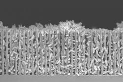 A scanning electron micrograph of a nanowire-bacteria hybrid operating at the optimal acidity, or pH, for bacteria to pack tightly around the nanowires. Close packing enables more efficient conversion of solar energy to carbon bonds. The scale bar is 1/100 millimeter, or 10 microns. A scanning electron micrograph of a nanowire-bacteria hybrid operating at the optimal acidity, or pH, for bacteria to pack tightly around the nanowires. Close packing enables more efficient conversion of solar energy to carbon bonds. The scale bar is 1/100 millimeter, or 10 microns.