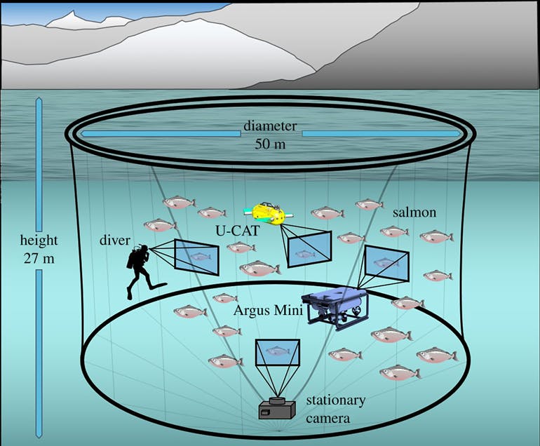 Illustration of the salmon farm sea cage test environment (not to scale). The stationary camera in the sea cage was used to analyze fish&rsquo;s tailbeat frequency and distance as the dependent parameter in the presence of the human diver, the flipper-propelled U-CAT and the thruster-driven Argus Mini. In addition, the tailbeat frequency was assessed using GoPro3 cameras mounted on the human diver, as well as the U-CAT and Argus Mini underwater robots.