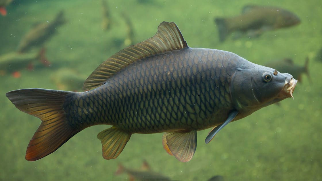 Copying Carp Could Lead To Tougher Materials