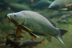 Carp scales are highly resistant to penetration. Advanced X-ray imaging techniques have revealed why. Carp scales are highly resistant to penetration. Advanced X-ray imaging techniques have revealed why.
