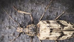 A type of beetle capable of regulating its body temperature in some of the hottest places on Earth is the centerpiece of new research, which has major potential implications for cooling everything from buildings to electronic devices in an environmentally friendly manner. A type of beetle capable of regulating its body temperature in some of the hottest places on Earth is the centerpiece of new research, which has major potential implications for cooling everything from buildings to electronic devices in an environmentally friendly manner.