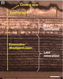 Optical microscopy image of the cross-section of a carp scale shows a multilayered structure. Optical microscopy image of the cross-section of a carp scale shows a multilayered structure.