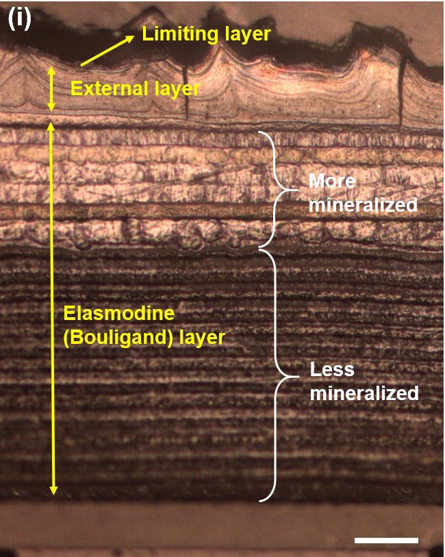 Optical microscopy image of the cross-section of a carp scale shows a multilayered structure.